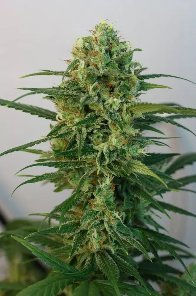 Ripper Seeds Toxic feminizovaná semena