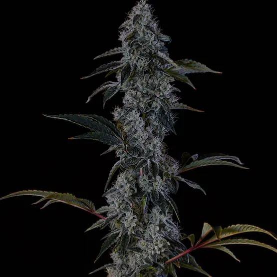 Ethos Genetics Zweet OG F2 regulérní semena