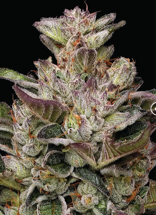 Humboldt Seed Company Donutz feminizovaná semena