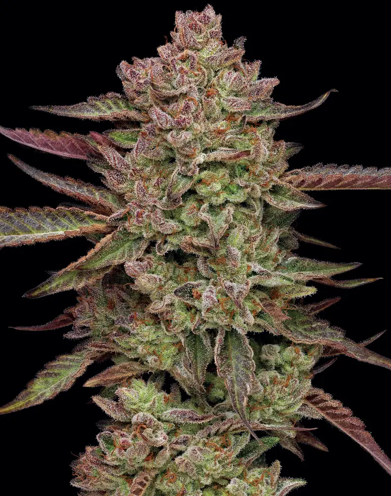 Humboldt Seed Company Gazzurple feminizovaná semena