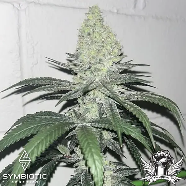 Symbiotic Genetics Golden Beast Amarelo Line feminizovaná semena