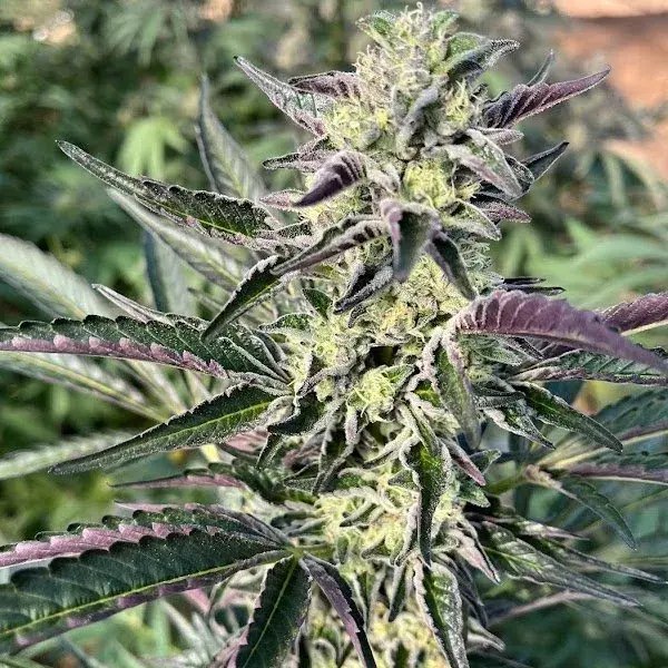 Big Mike's Genetics Black Cherry SOAP feminizovaná semena, 3 ks