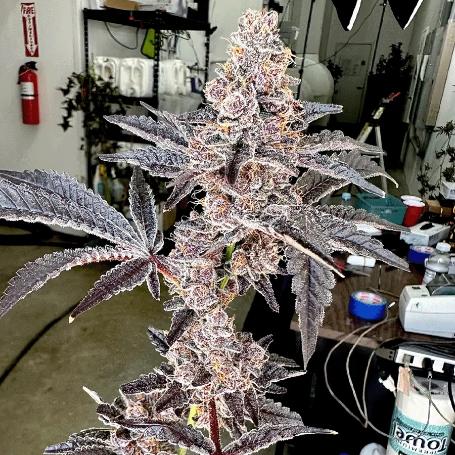 Exotic Genetix Strawneapple feminizovaná semena