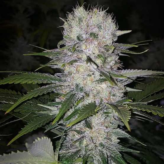 Ethos Genetics Skunk Hero Rbx1 feminizovaná semena