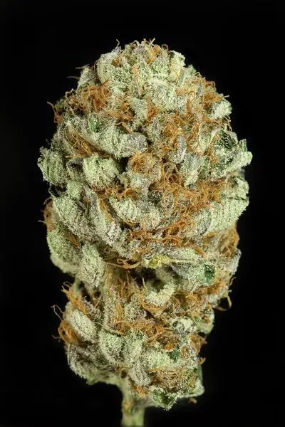 Blue Kush - feminizovaná semínka 10ks Dinafem