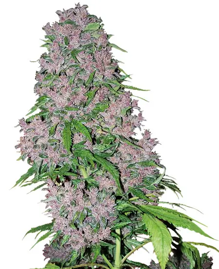 Purple Bud - feminizovaná semena konopí 10 ks, Sensi Seeds