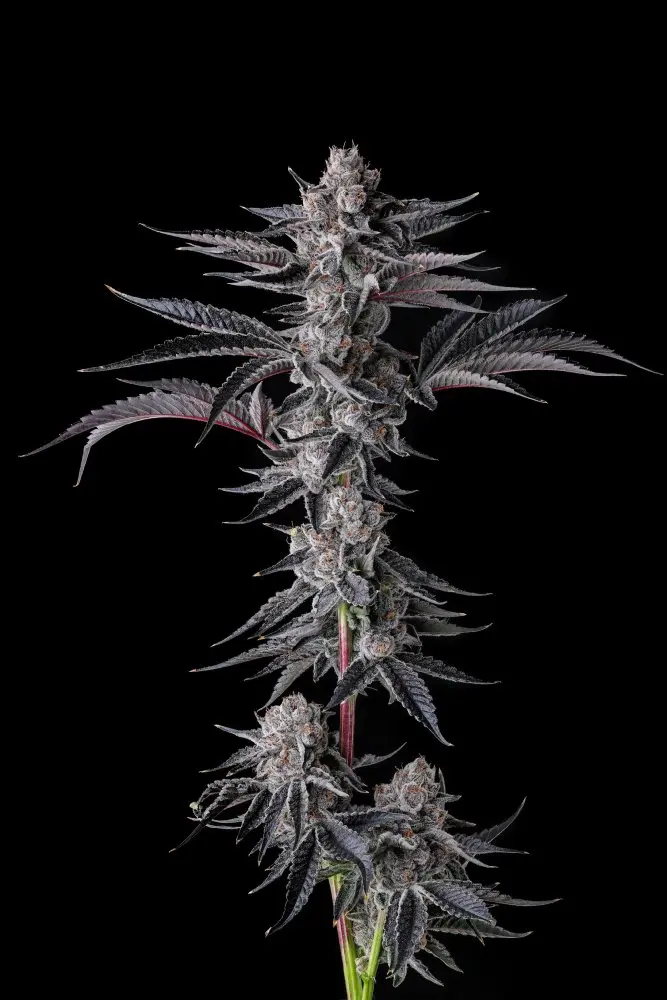 Paradise Seeds x Compound Genetics New Money feminizovaná semena, 7 ks