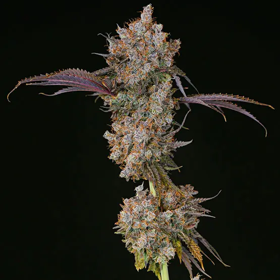 Ethos Genetics XXX feminizovaná semena