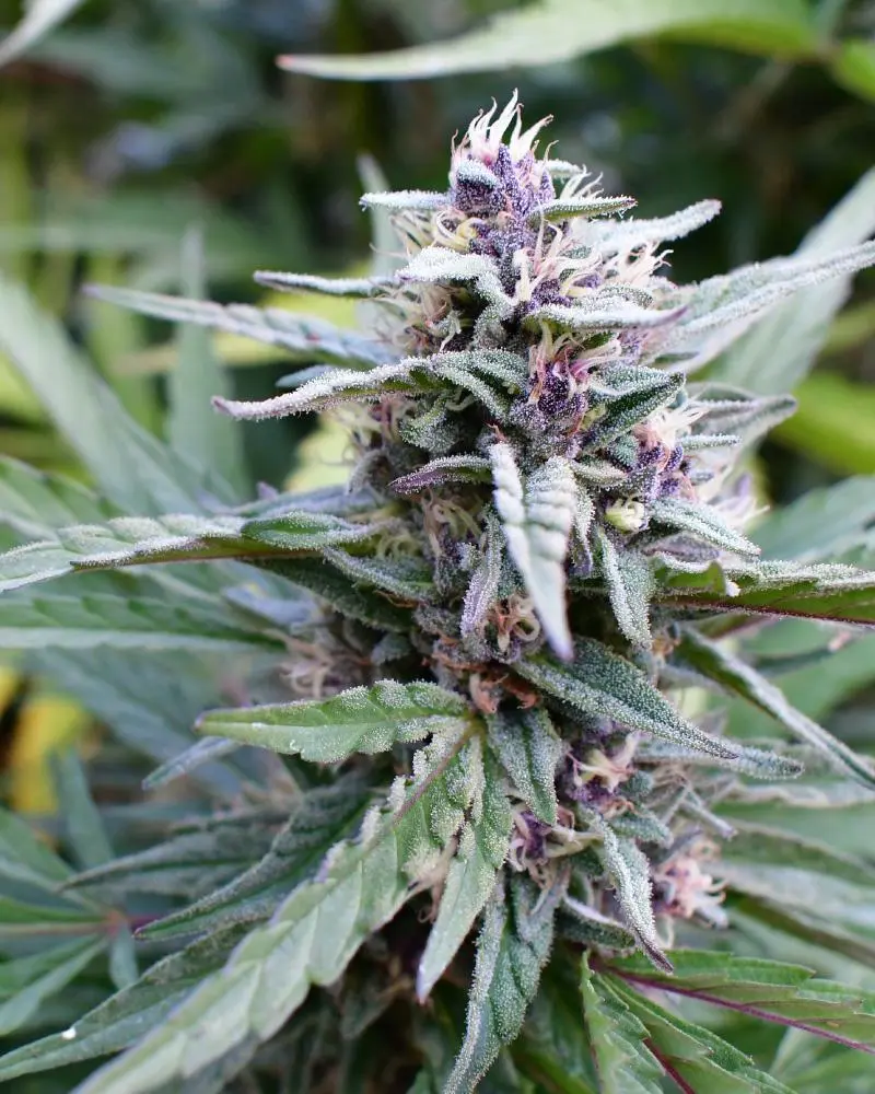 Humboldt Seed Company Hi-Biscus feminizovaná semena