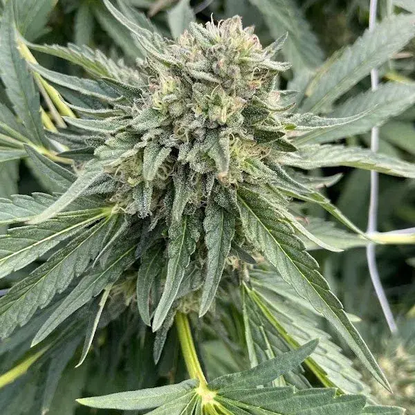 Big Mike's Genetics Rainbow Runtz feminizovaná semena, 3 ks