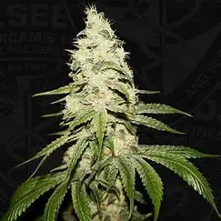 T.H. Seeds Mont Blanc feminizovaná semena