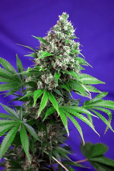 Killer Kush Fast Version - feminizovaná semínka 10ks Sweet Seeds