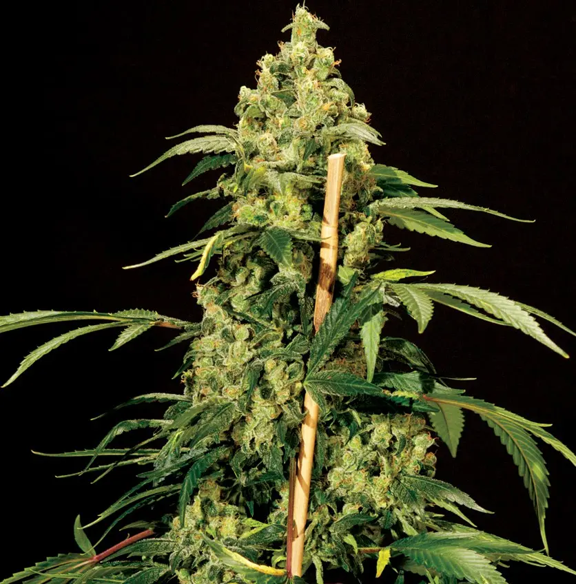 Jack Herer - 5 feminizovaných semen The Bulldog