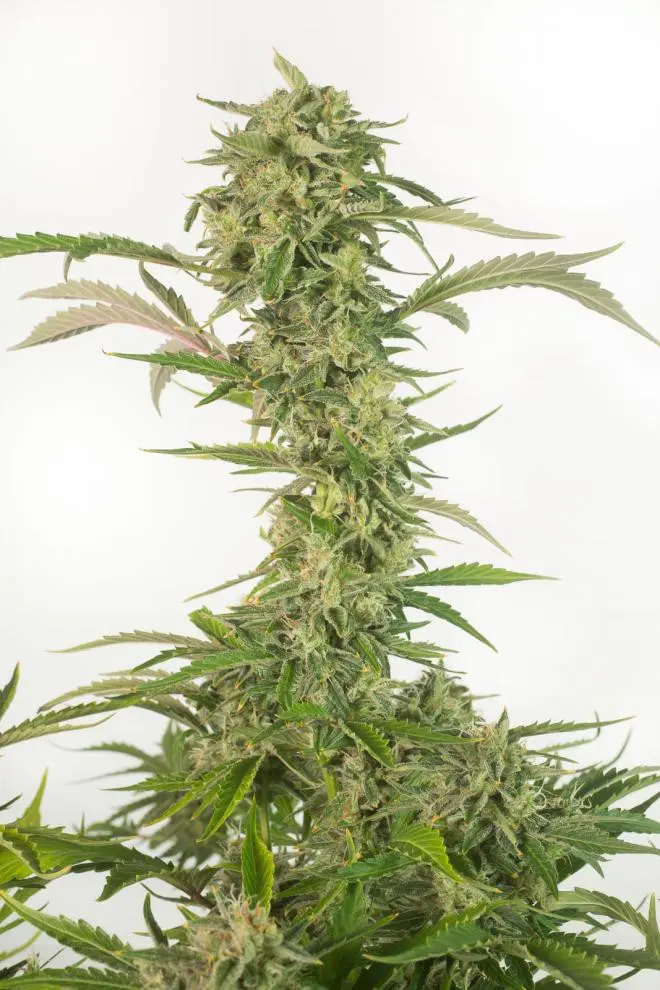 OG Kush Autoflowering CBD - fem. a samonakvétací semínka 10ks Dinafem