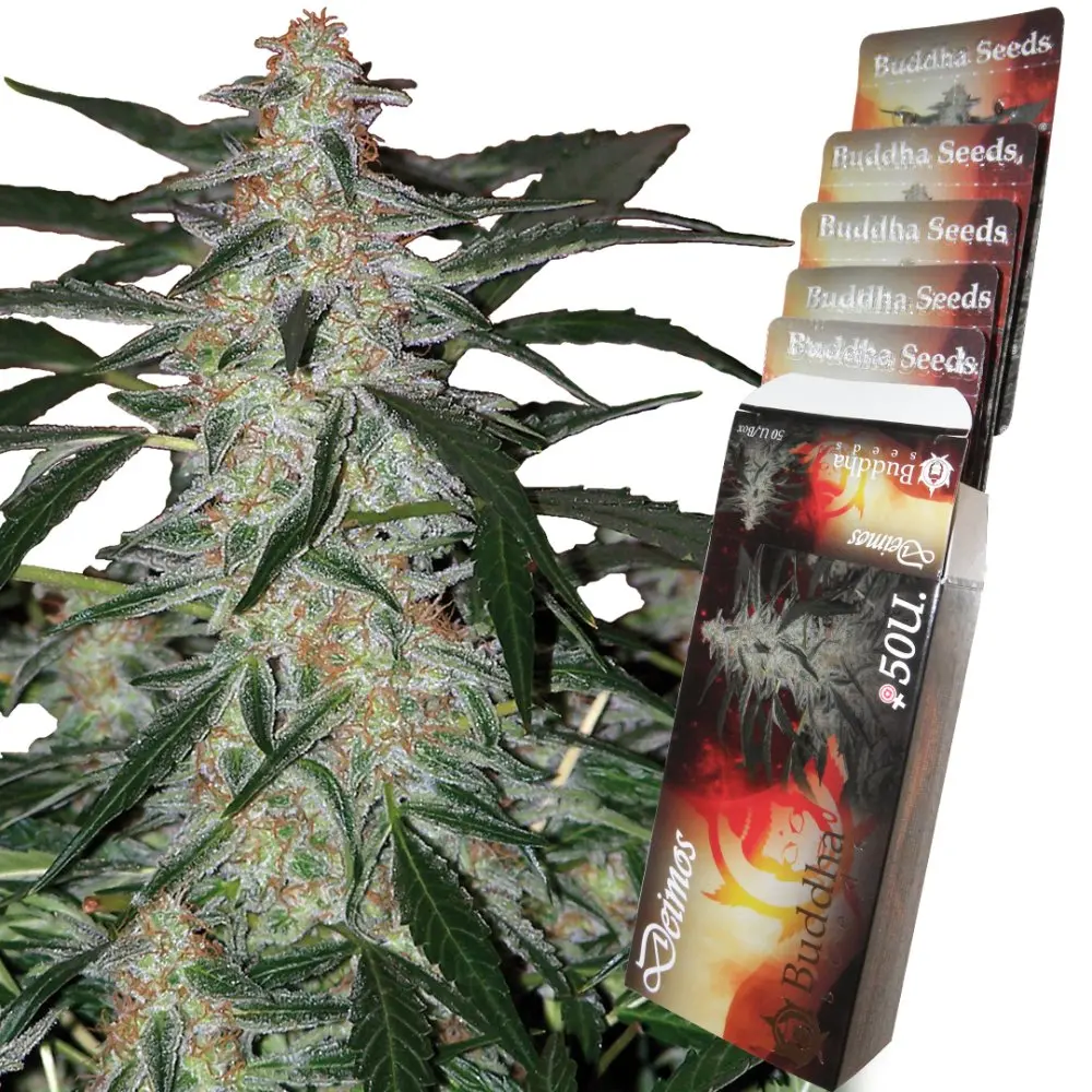 Deimos Auto - feminizovaná semena, 3 ks, Buddha Seeds