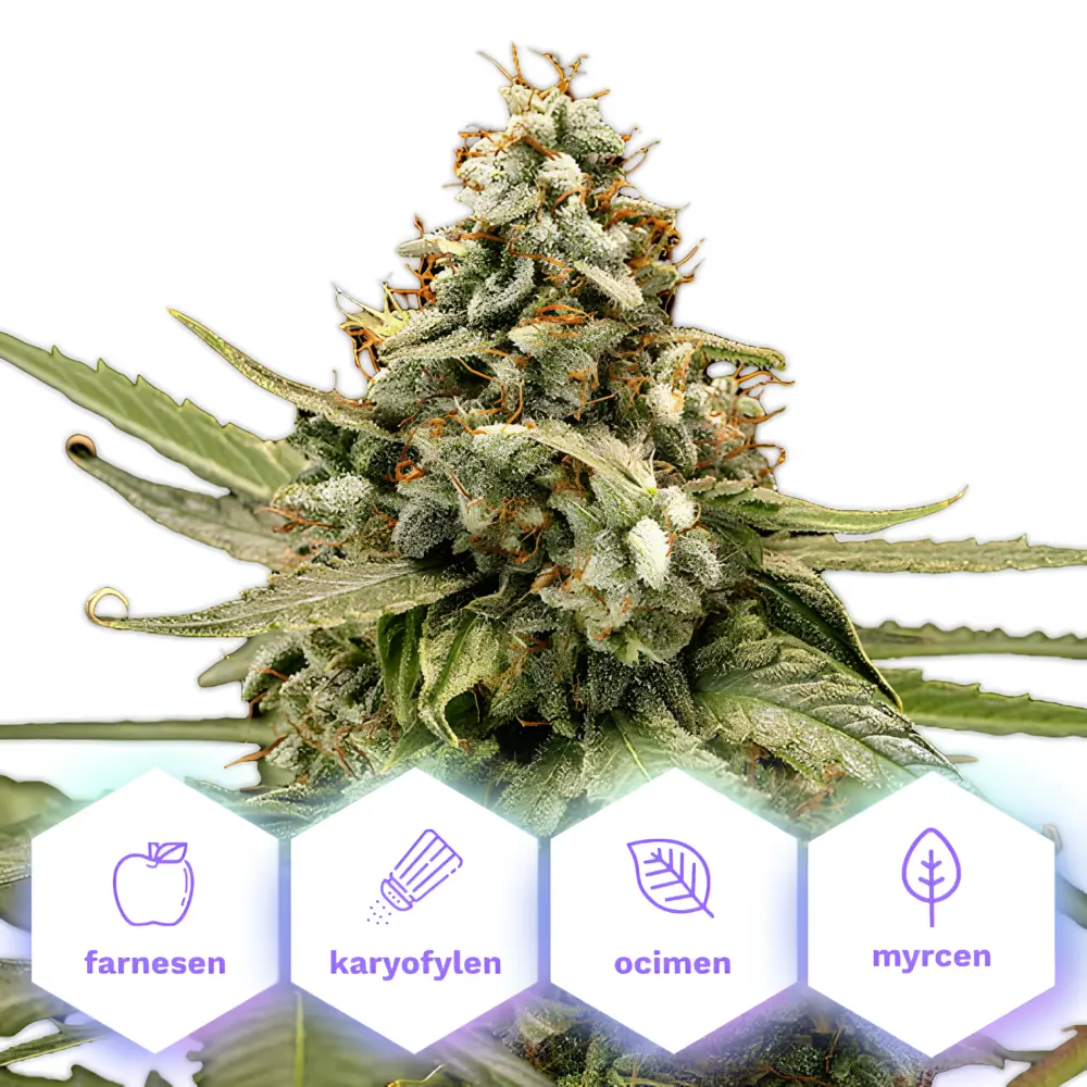 Titan F1 - autoflowering feminizovaná semena, 10 ks, Cannapio