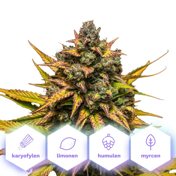 Mimosa Dream - feminizovaná semena konopí, 3 ks, Cannapio