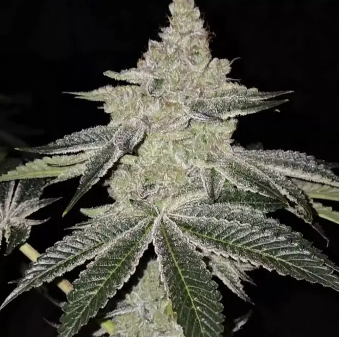 Ethos Genetics Chama! R1 feminizovaná semena