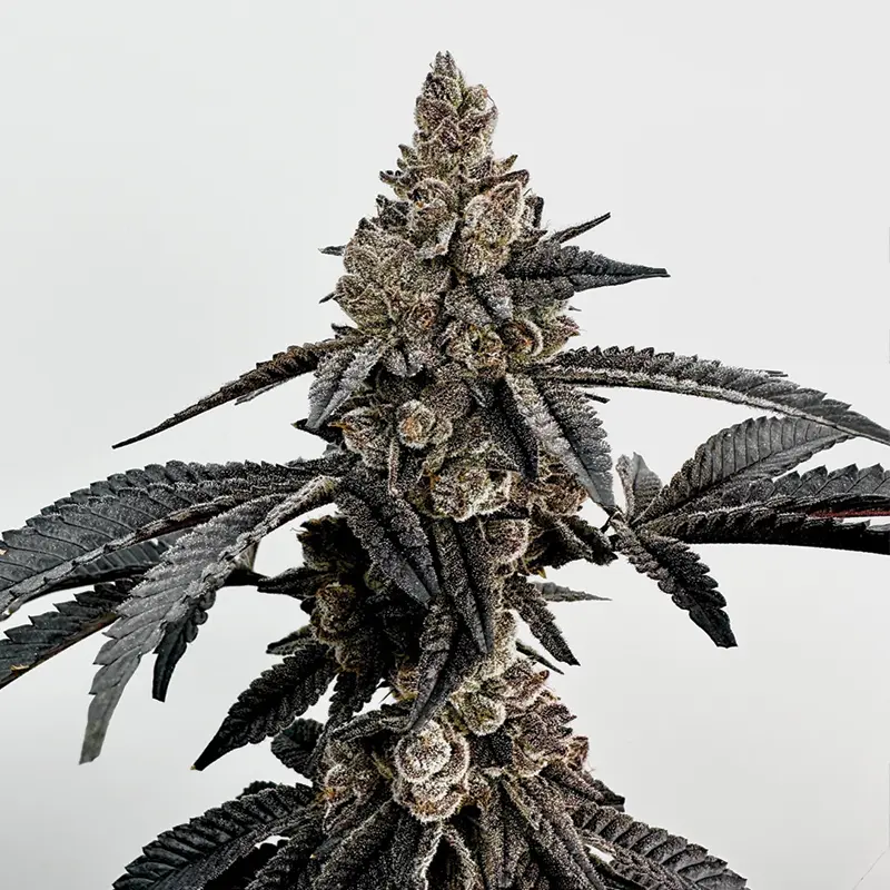 Exotic Genetix Primetime feminizovaná semena