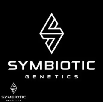 Symbiotic Genetics Ginger Mints feminizovaná semena