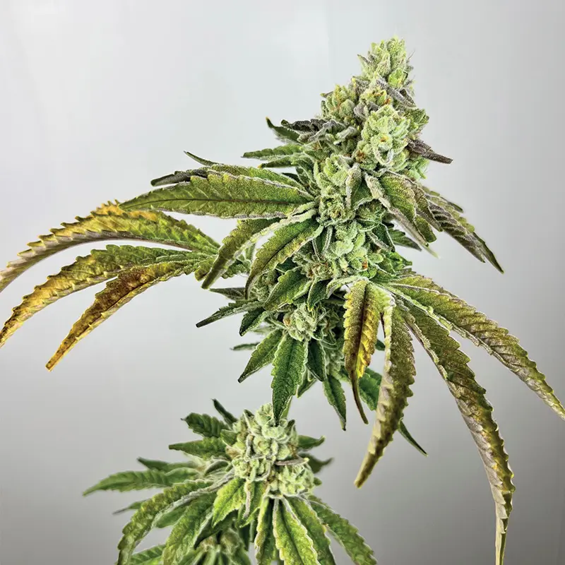 Exotic Genetix Plasma Gas feminizovaná semena