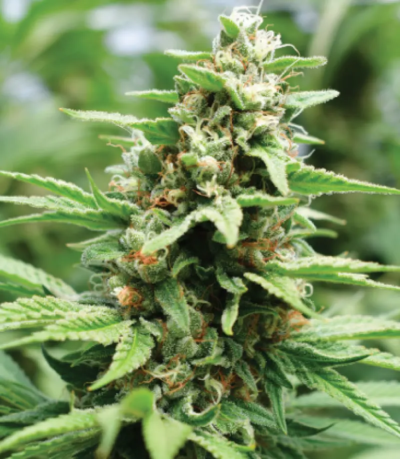 Humboldt Seed Company Apricot Papaya feminizovaná semena