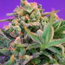 Sweet Cheese – feminizovaná semínka 10 ks Sweet Seeds