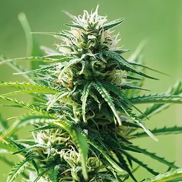 Sweet Tooth – feminizovaná semínka 10 ks Barney Farm