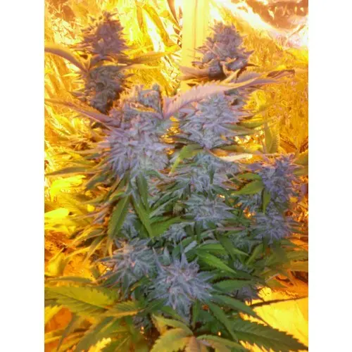 Blue Mammoth – 3ks autoflower semínka Barney´s Farms