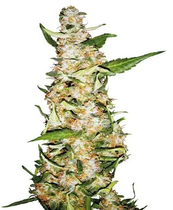 Skunk 1 Automatic - samonakvétací semínka 3 ks Sensi Seeds