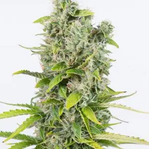 Amnesia Autoflowering CBD - fem. a samonakvétací semínka 5ks Dinafem