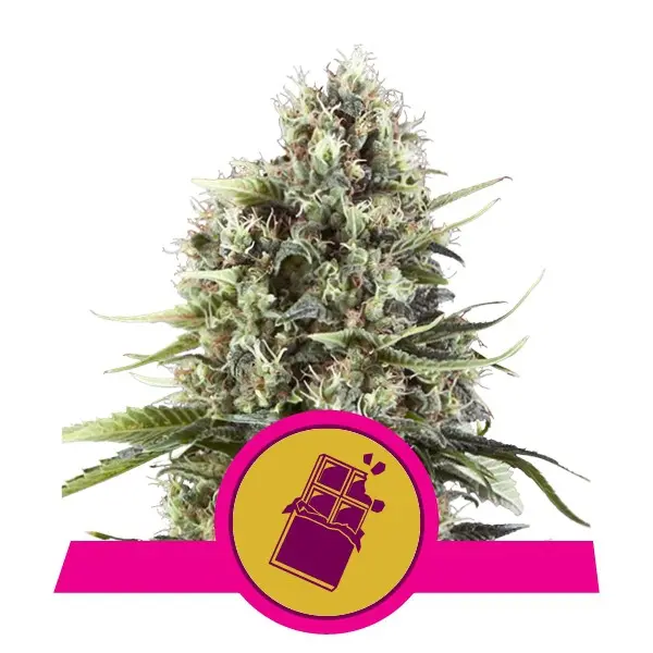 Chocolate Haze Feminizovaná Semínka - 5