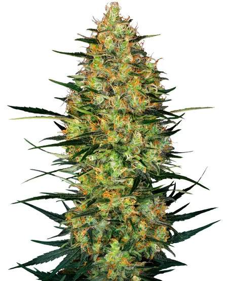 Caramellow Kush Automatic - samonakvétací semena konopí 3 ks, Sensi Seeds