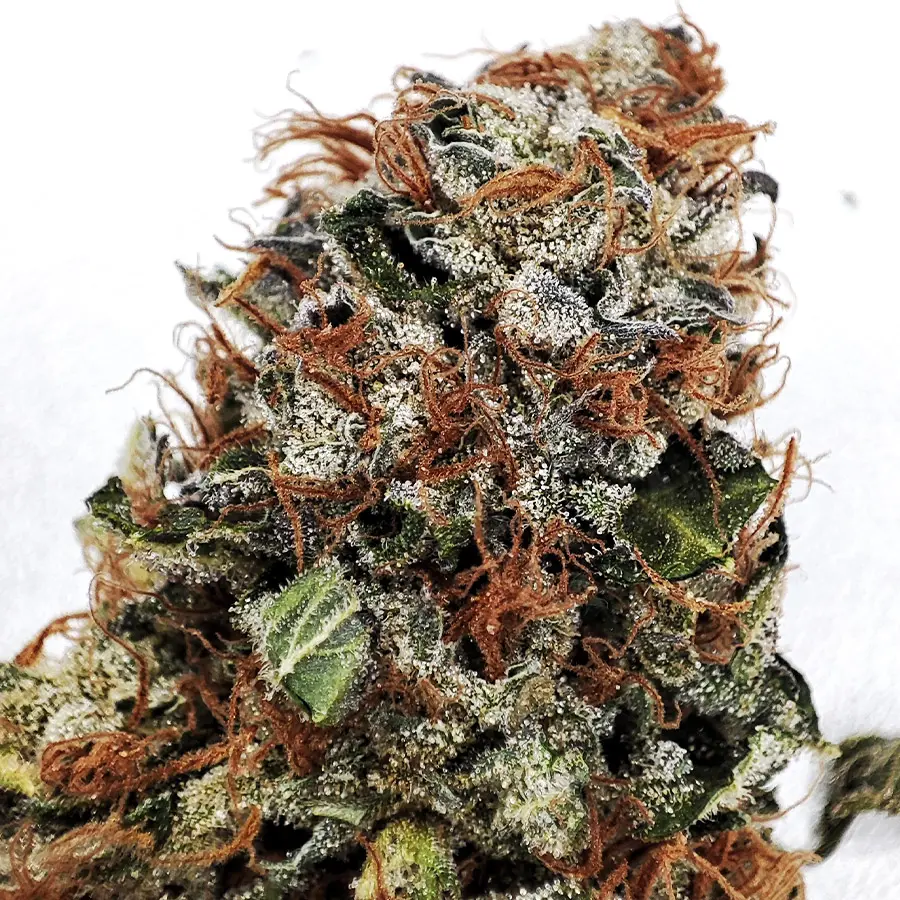 Buddha Gelato, 3 ks, Buddha Seeds
