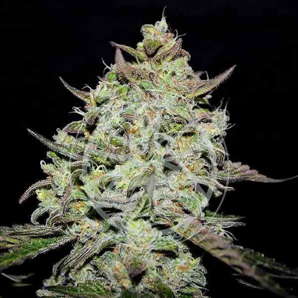 Delicious Seeds Lemon Gazzy feminizovaná semena