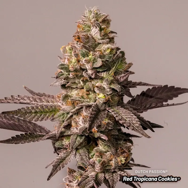 Dutch Passion Red Tropicana Cookies Limited Edition feminizovaná semena, 5 ks