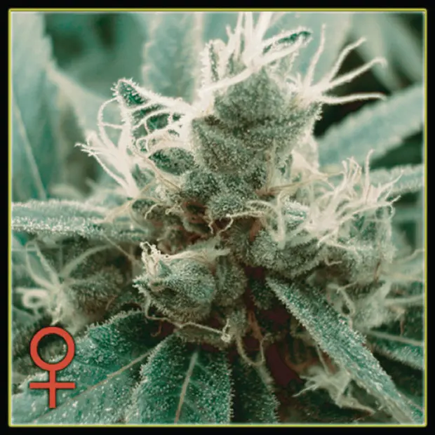 TrainWreck - semínka 5 ks (Indoor), feminizovaná semínka Green House Seeds