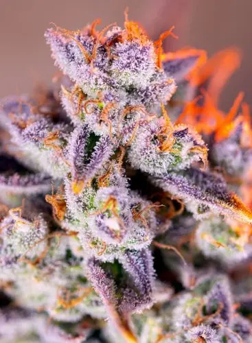 Tropicanna Poison XL Auto - feminizovaná semínka 5 ks Sweet Seeds