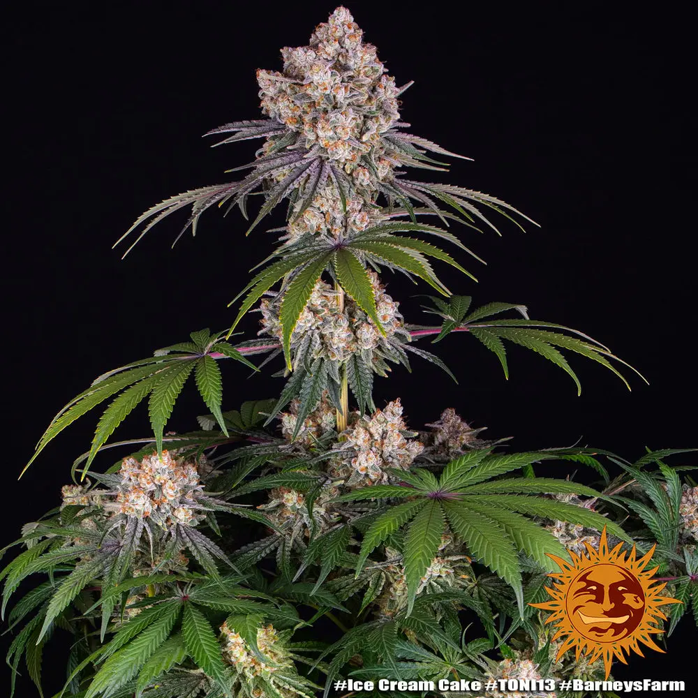 Purple Punch x Lemon Drizzle - feminizovaná semena, 5 ks, Barneys Farm