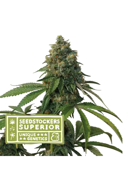 Seedstockers Thunder Dawg regulérní semena, 10 ks