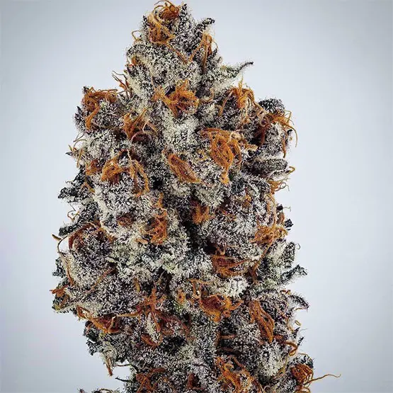 Ethos Genetics Banana Hammock Rbx feminizovaná semena