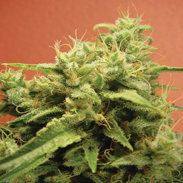 Opium - 5 ks feminizovaná semena Paradise Seeds