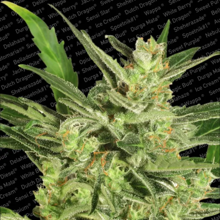 Automaria II - feminizovaná a samonakvétací semínka 3ks Paradise Seeds
