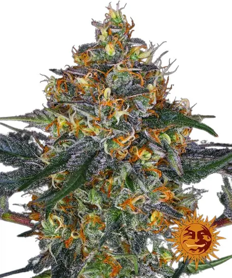 Moby Dick Auto - samonakvétací semena 10 ks, Barney´s Farm