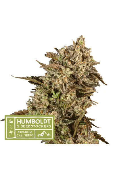 Apollo Black Cherry - feminizované semena konopí HumboldtXSeedstockers, 5 ks