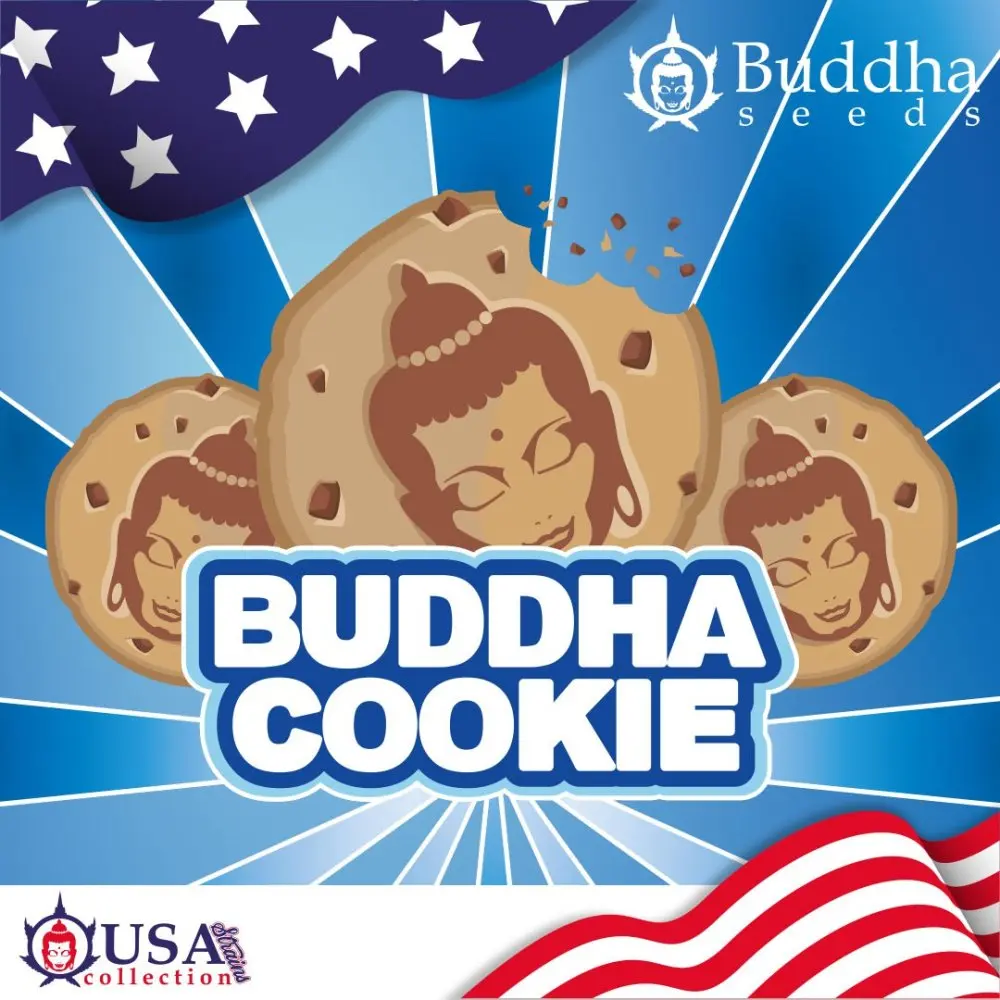 Buddha Cookie, 10 semínek feminizované, Buddha Seeds