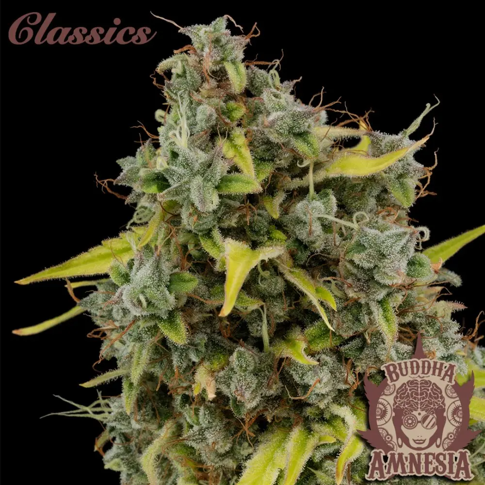 Buddha Amnesia, 3 ks, Buddha Seeds