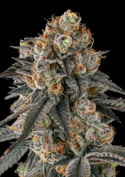 Paradise Seeds x Compound Genetics Solazo feminizovaná semena, 3 ks