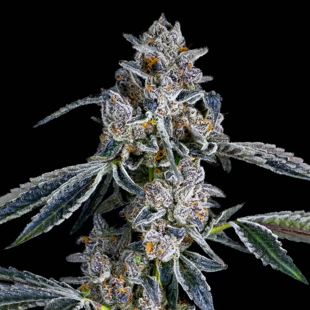 Maven Genetics Blue Dashi feminizovaná semena, 6 ks