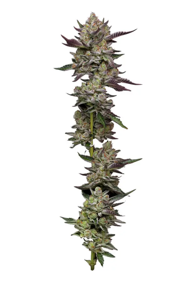 Humboldt Seed Company Poddy Mouth feminizovaná semínka